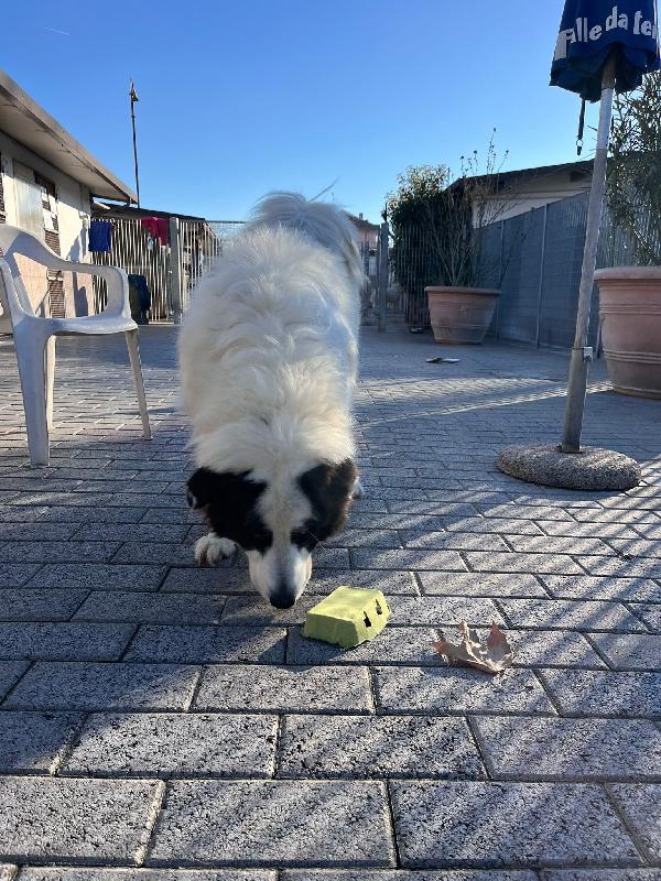 SIMBA MAREMMANO Foto 5